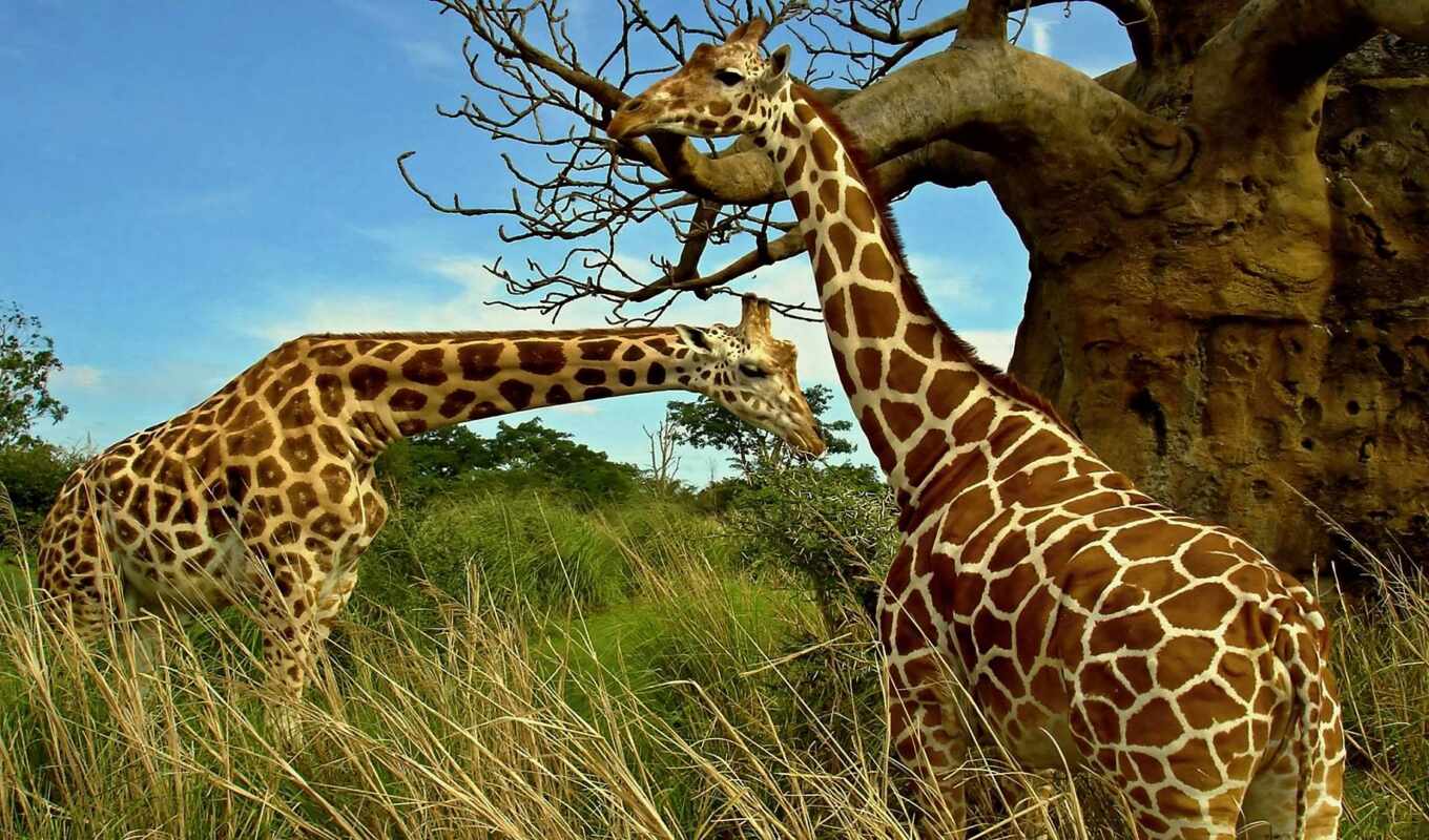 природа, животные, gallery, wild, animal, африка, два, жираф, сафари, rare