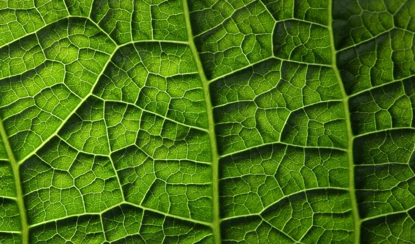 texture, green, plant, leaf, under