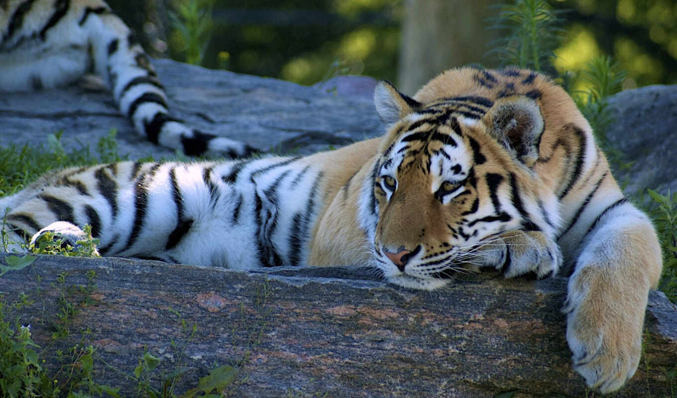 Белый Тигр Фото Животного В Хорошем Качестве