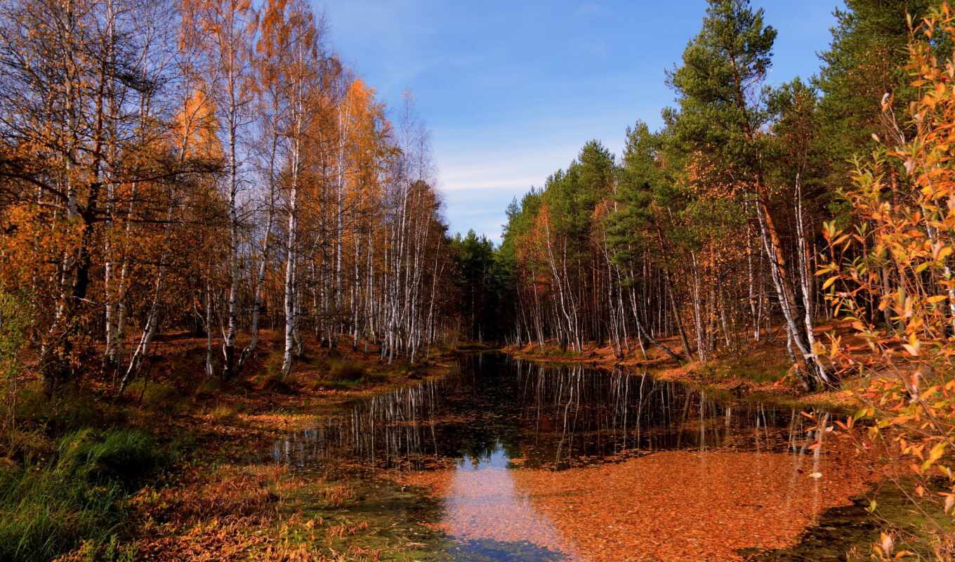 природа, лес, landscape, осень, краски, река
