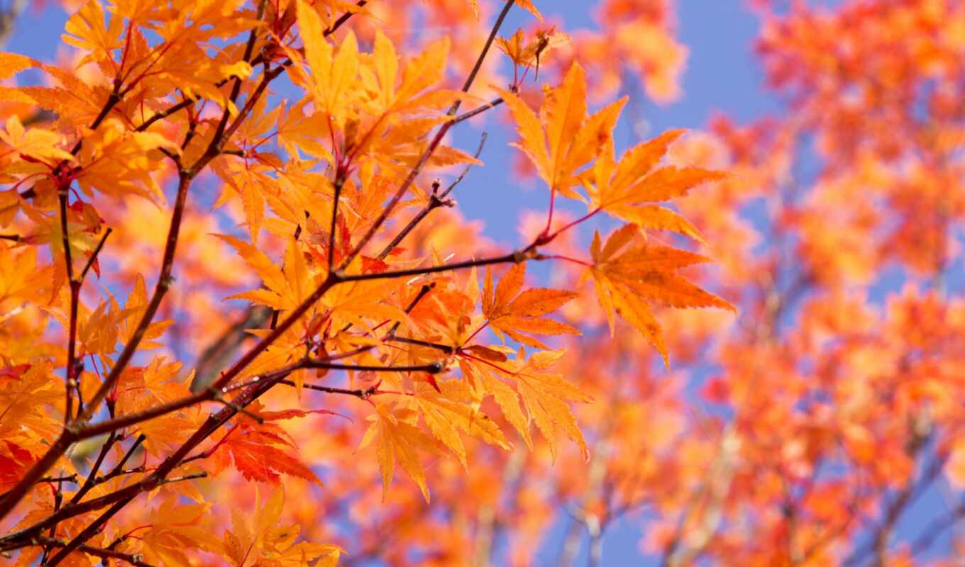 desktop, nature, autumn, smartphone, red-colored, background image, free, ahornblätter, zweige