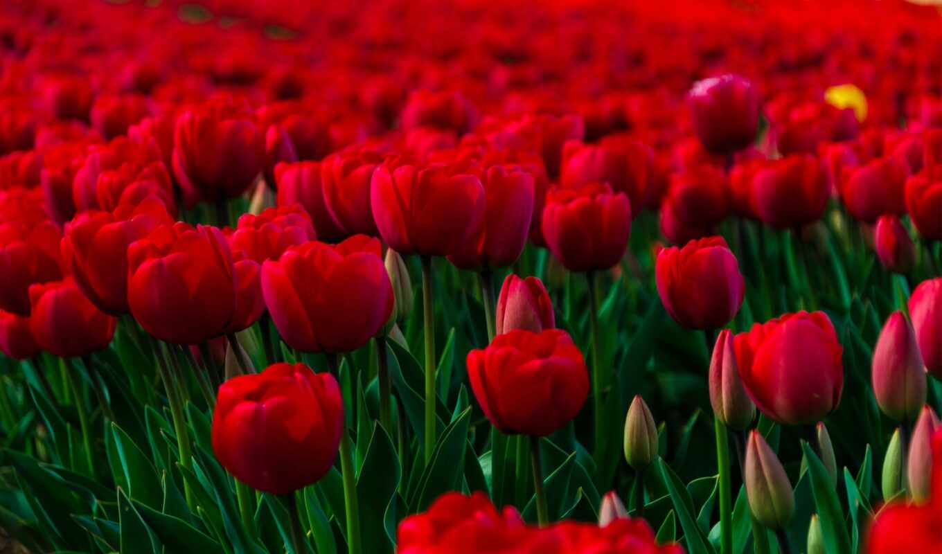 тюльпаны, поле, красные, cvety, тюльпанов, тюльпани, margin, красных, червоні, тюльпанами, 