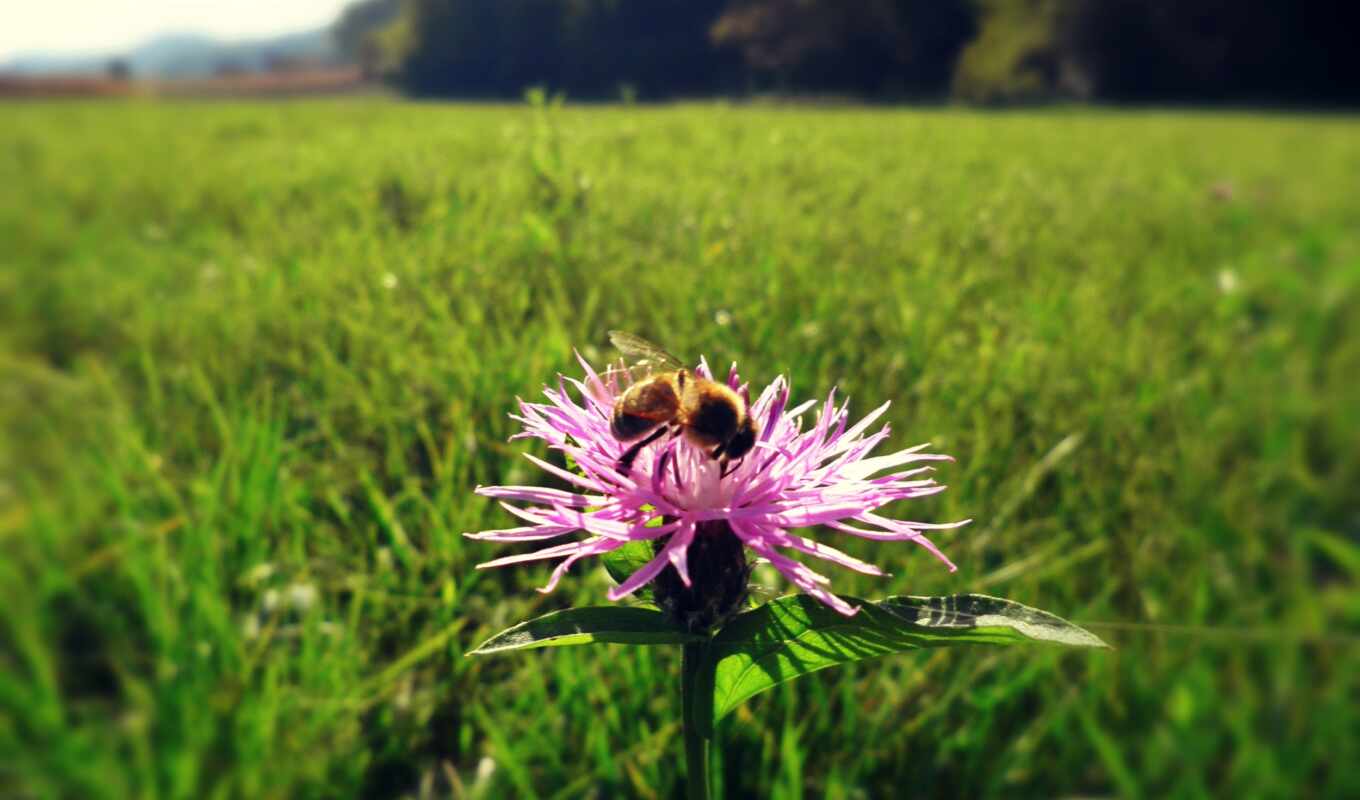 nature, flowers, white, bee, green, purple, beauty, height, animal, plant, thistle