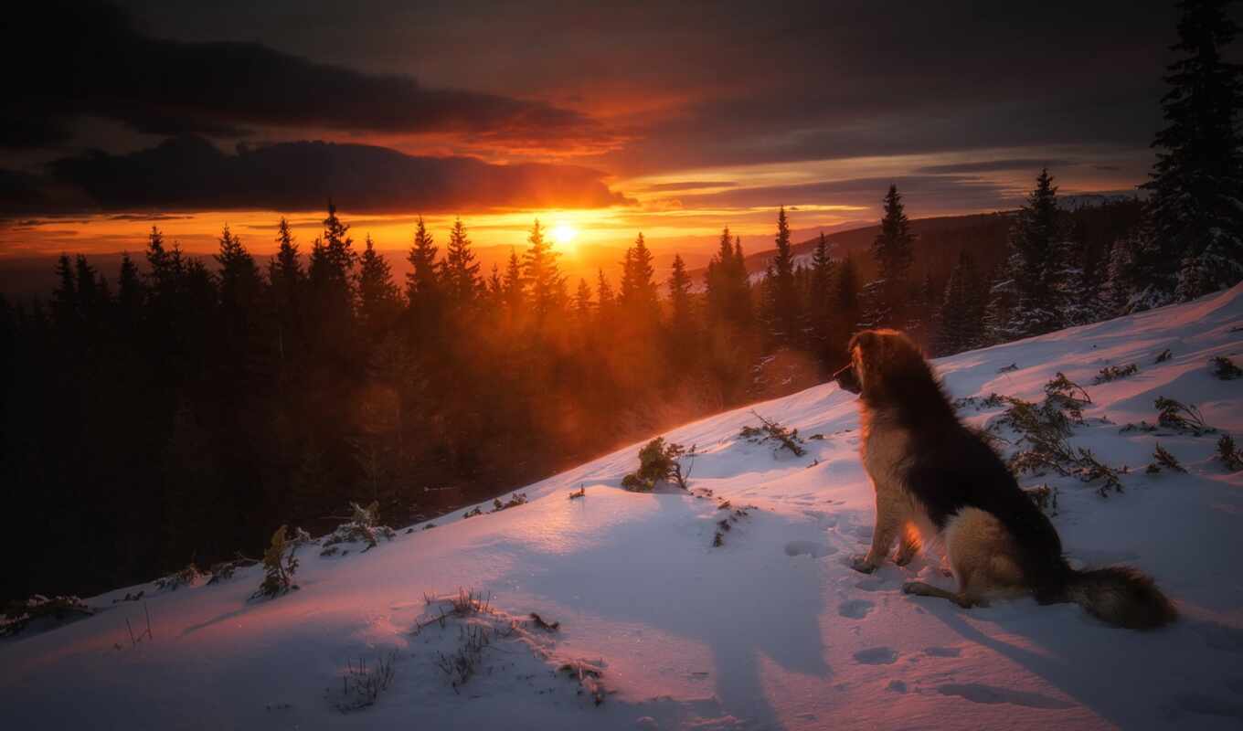 good, sun, winter, group, dog, breed, northern, Bulgaria, narrow