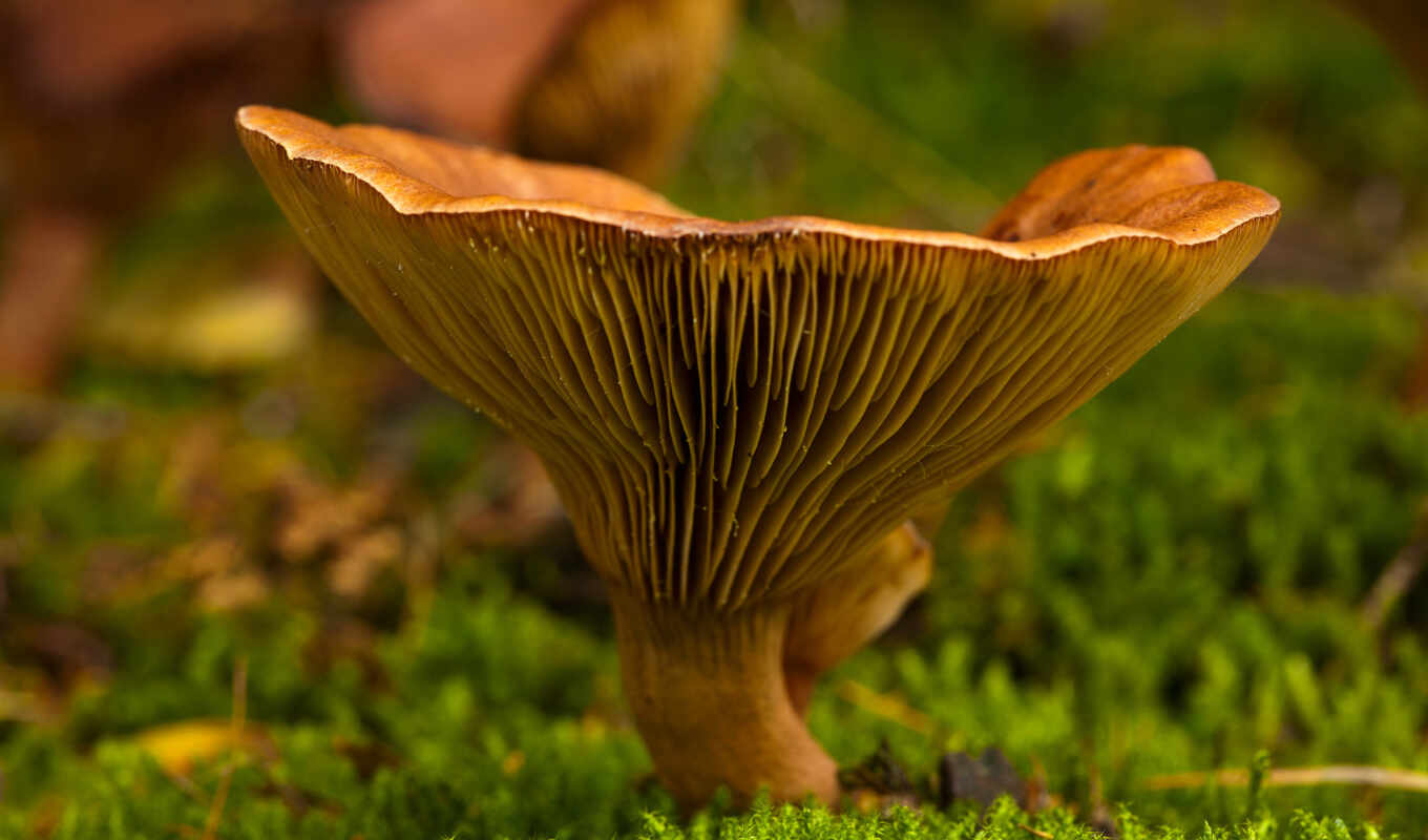 nature, macro, autumn, moss, transitions, mushroom