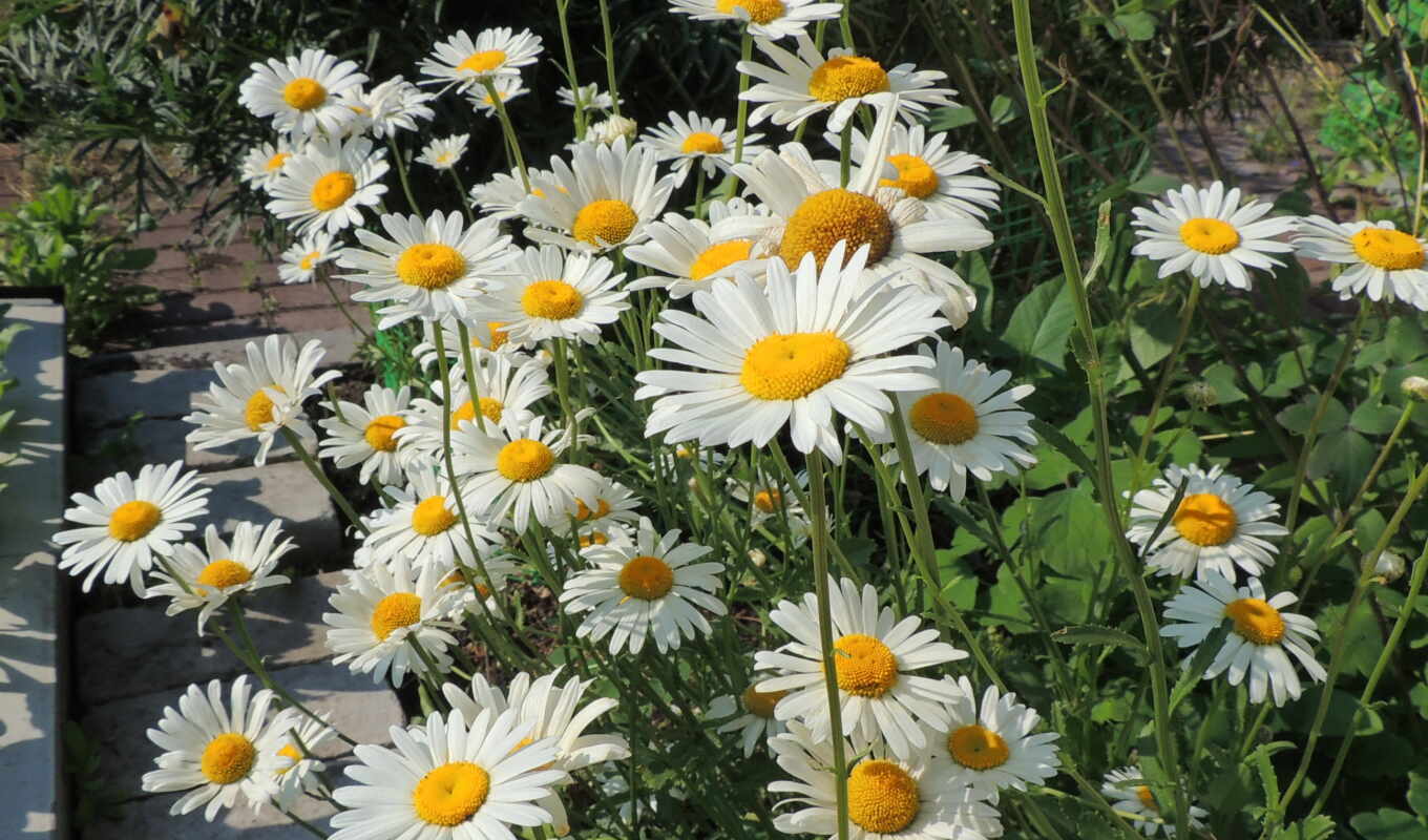 flowers, many, daisies
