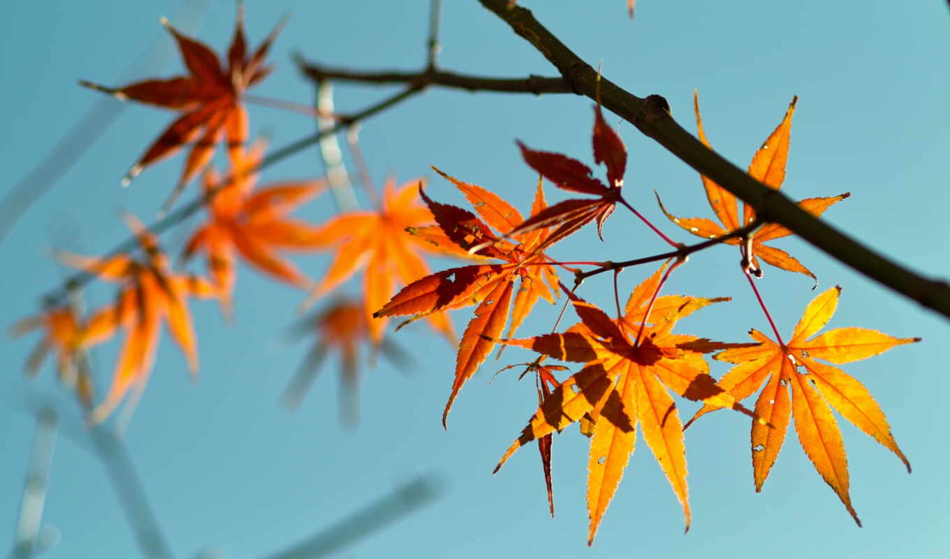nature, desktop, background, resolution, red, leaves, autumn, branch, maple