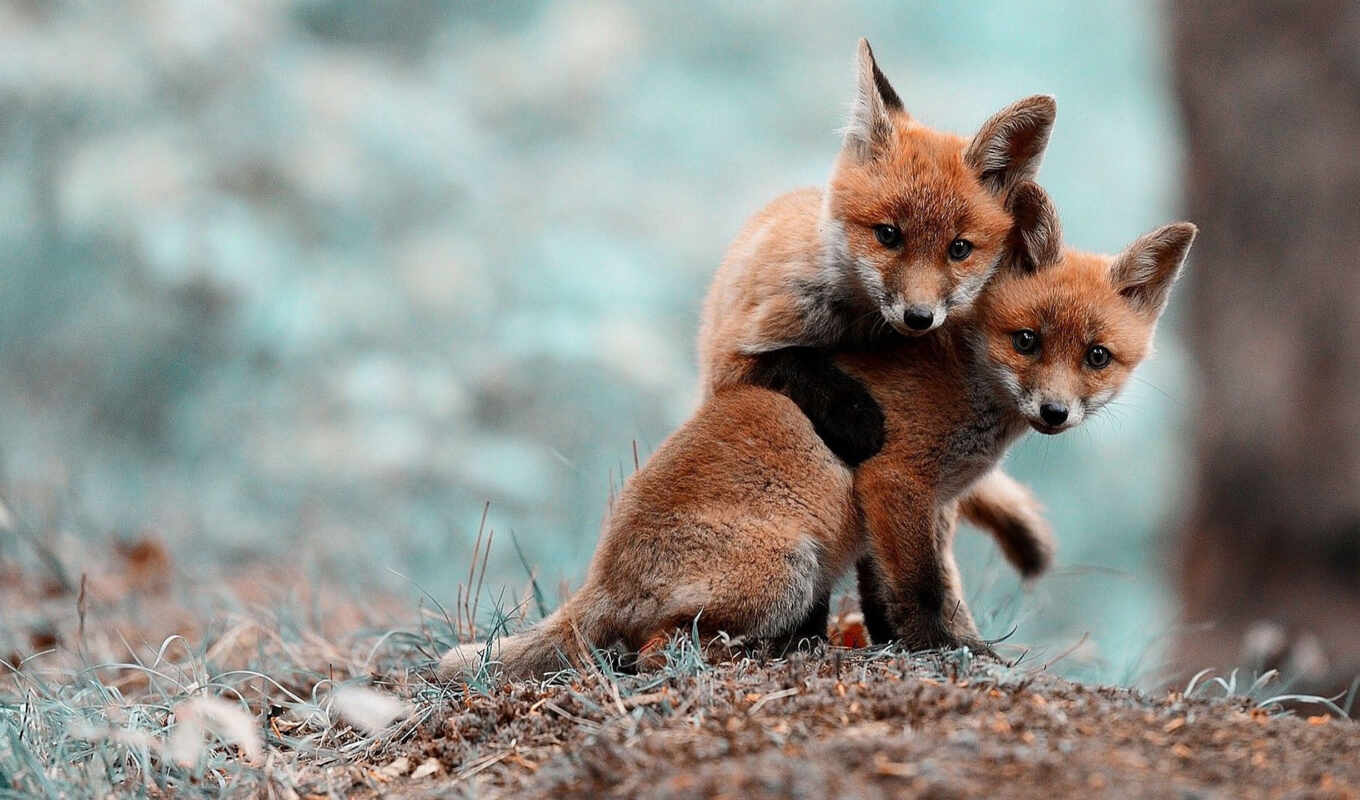 fox, zhivotnye, pair, lipstick, care, ♪