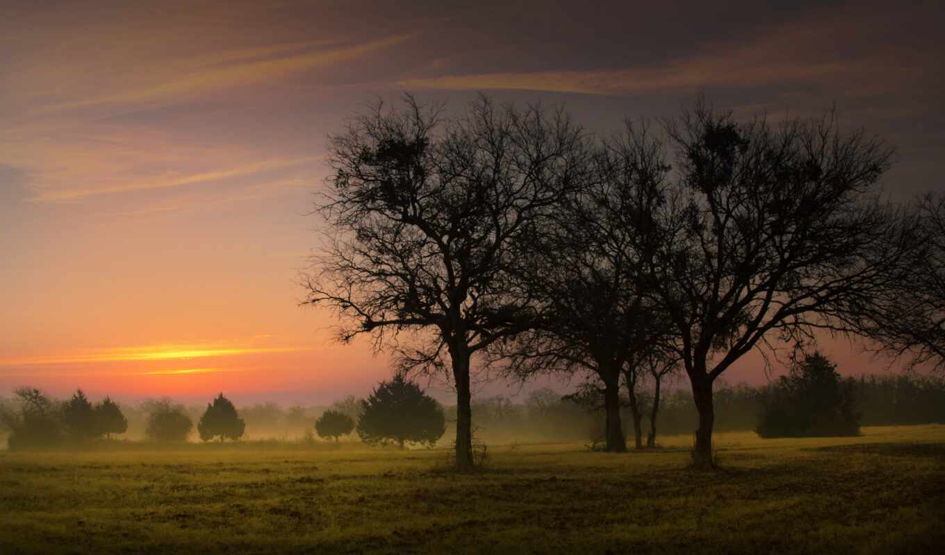 nature, large format, sunrise, forest, field, morning, trees, fog, early