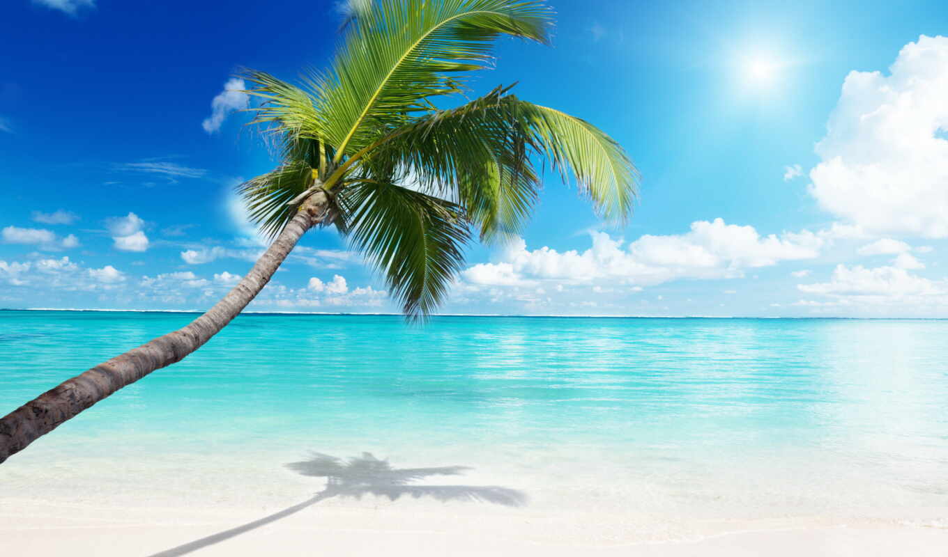 пейзажи -, пляж, море, palm, bg, фотообои