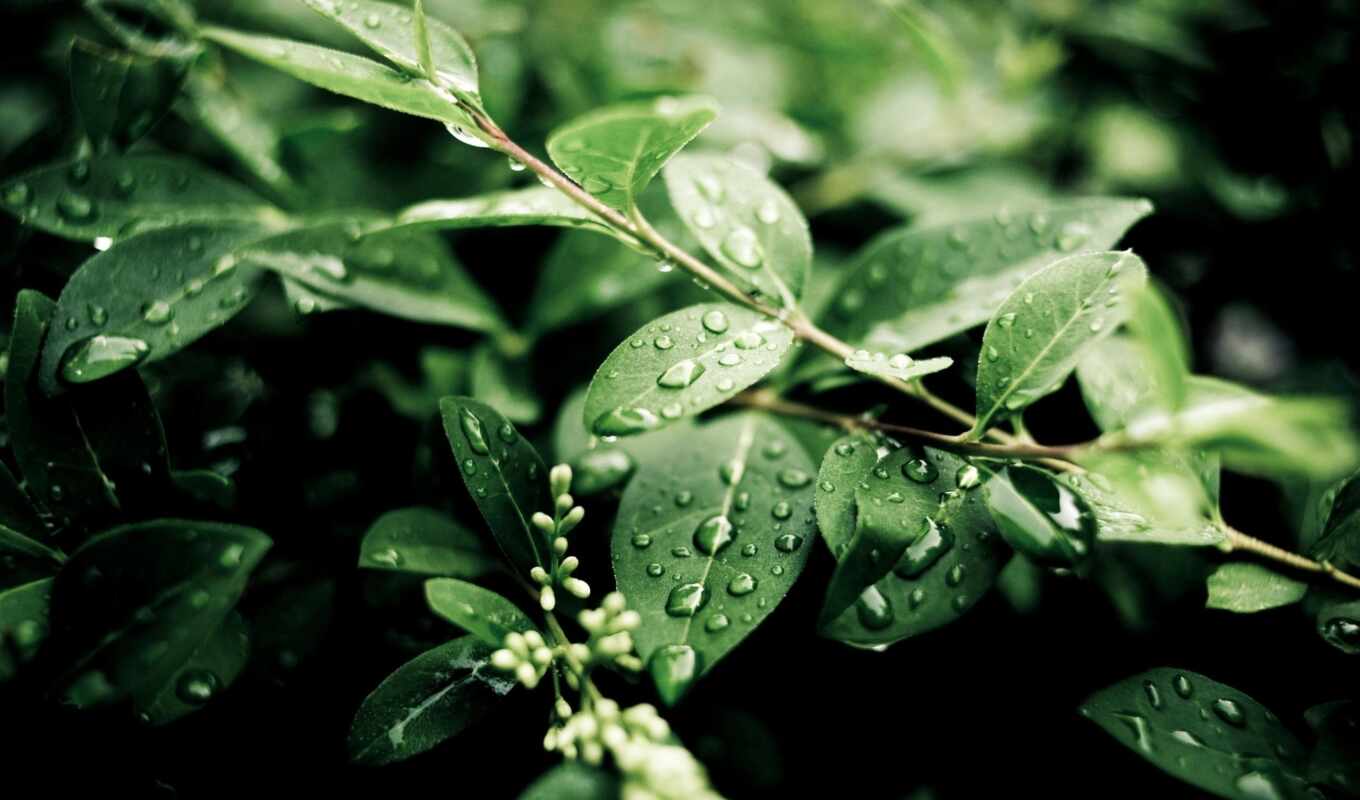 nature, summer, drops, after, foliage, rain