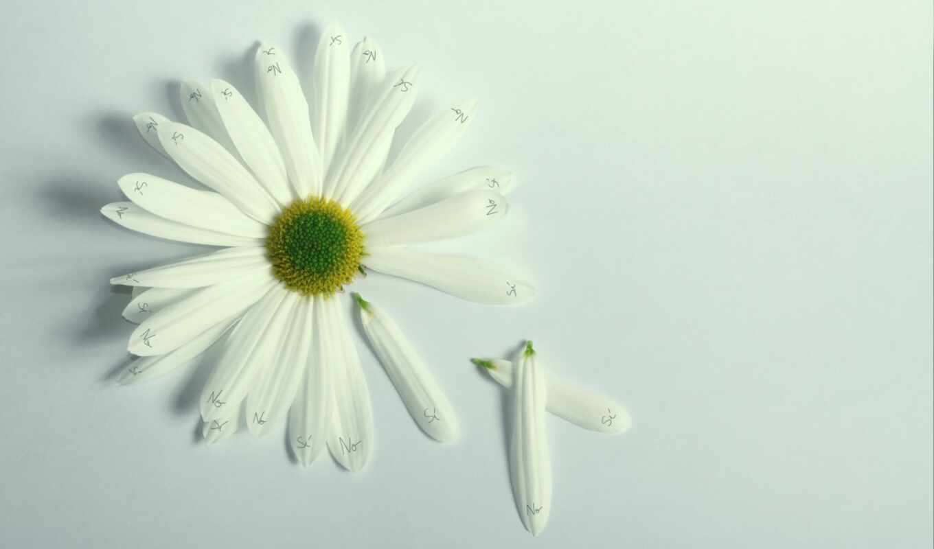 цветы, white, день, color, красивый, daisy, martha