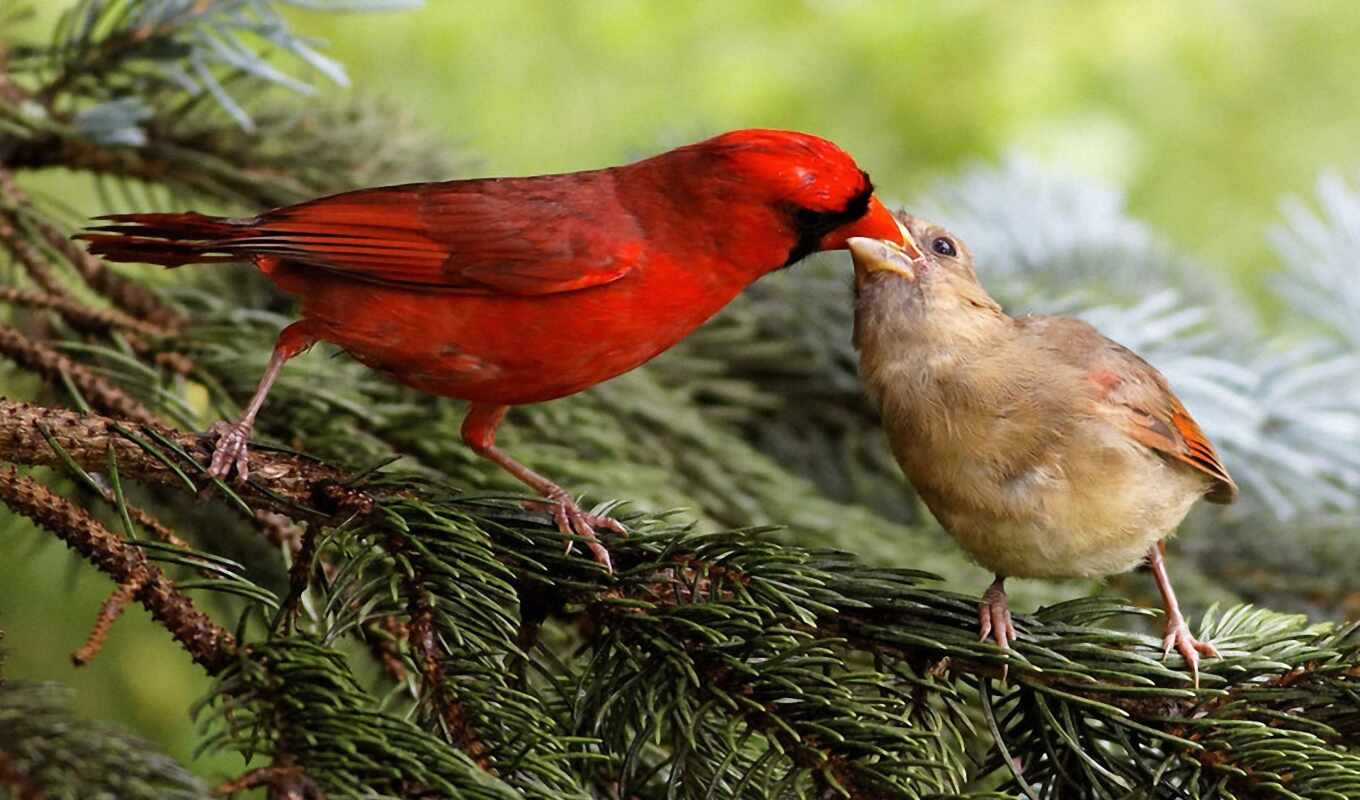 птица, animal, кардинал, oir
