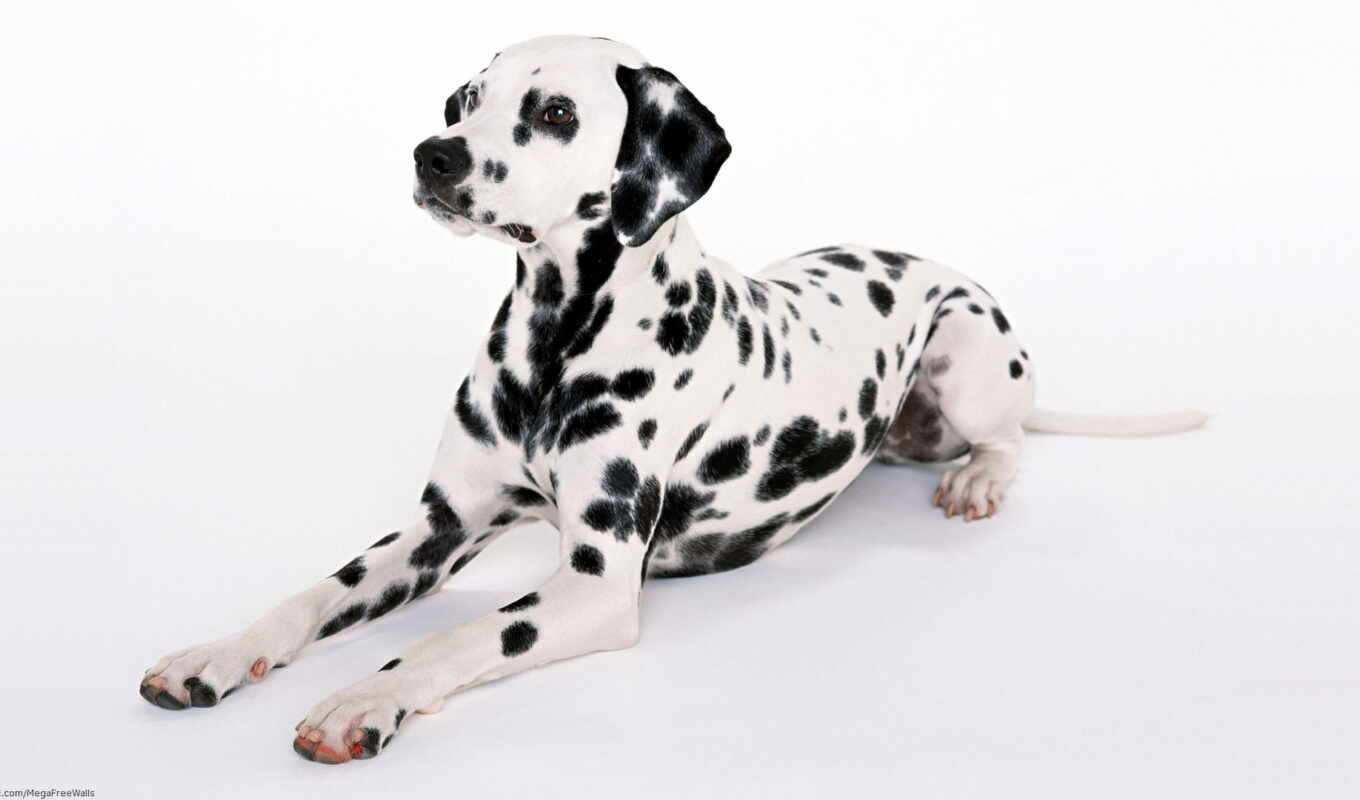 white, собака, dalmatian