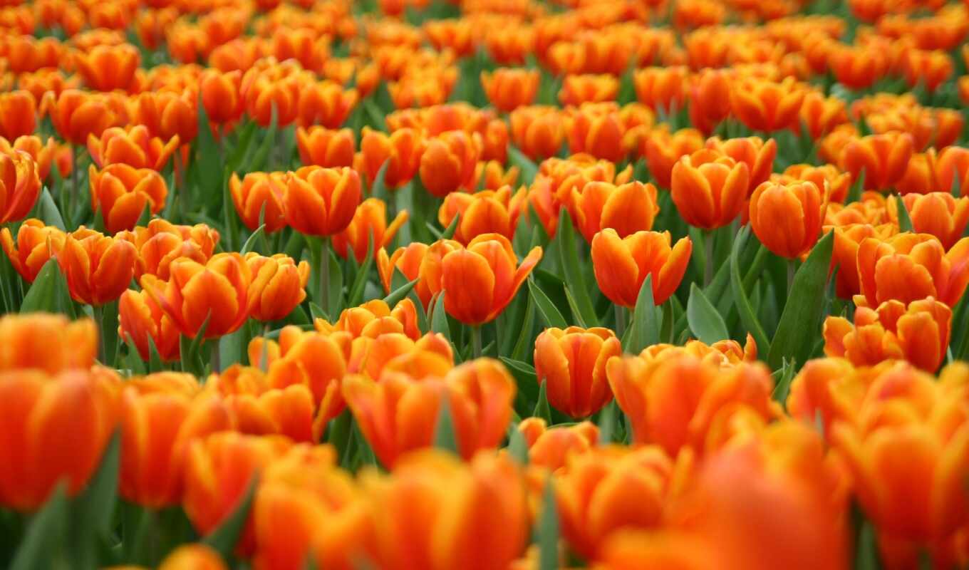 тюльпаны, cvety, желтые, оранжевые, красные, 
