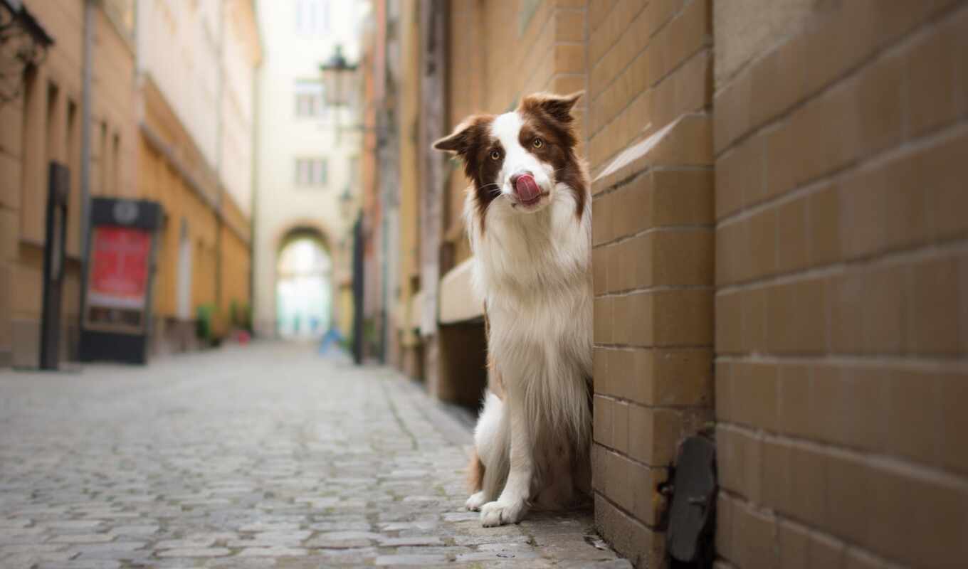 street, dog, see, border, collie, town