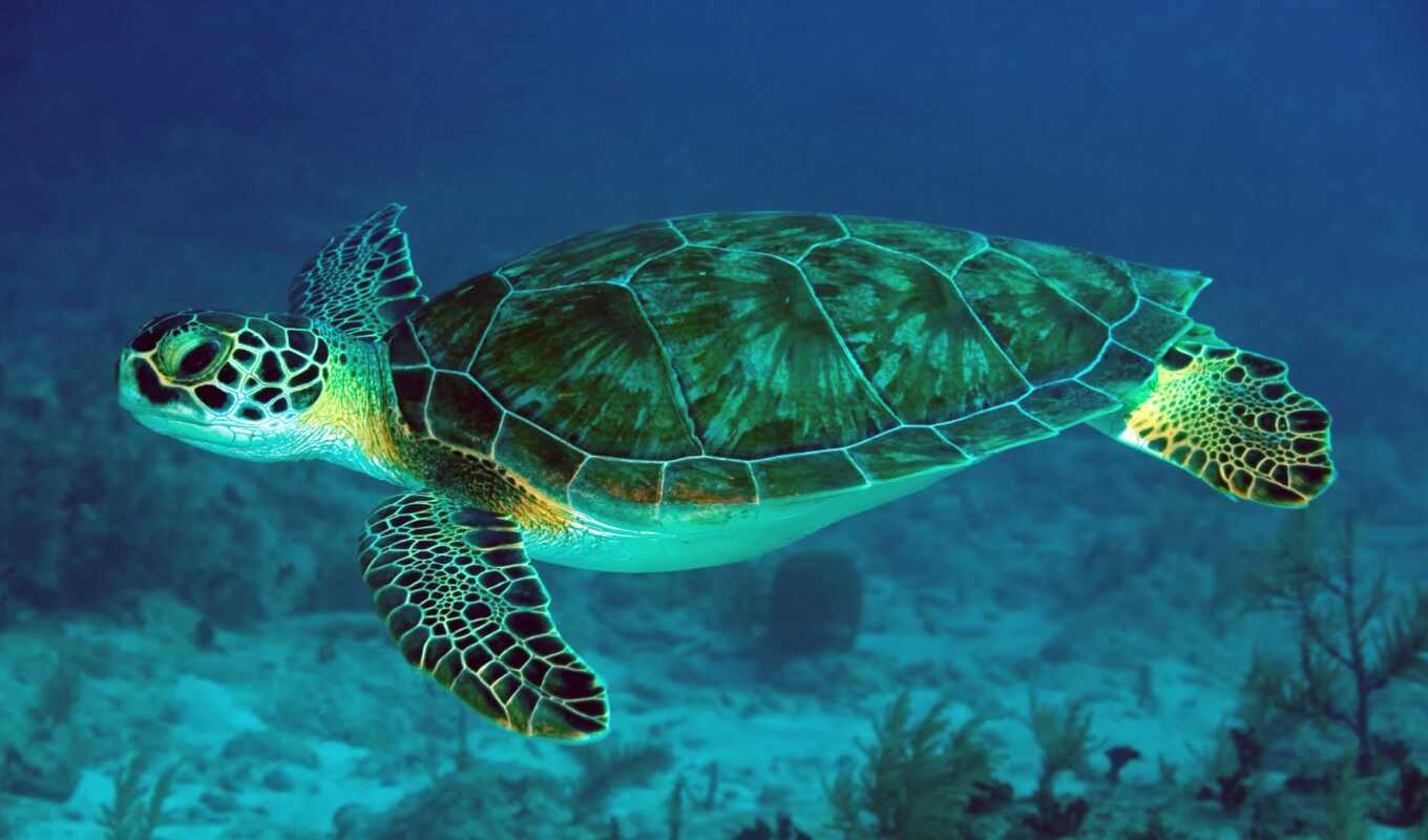 череп, зелёный, море, ocean, черепаха, marine, плывёт, chelonia, myda
