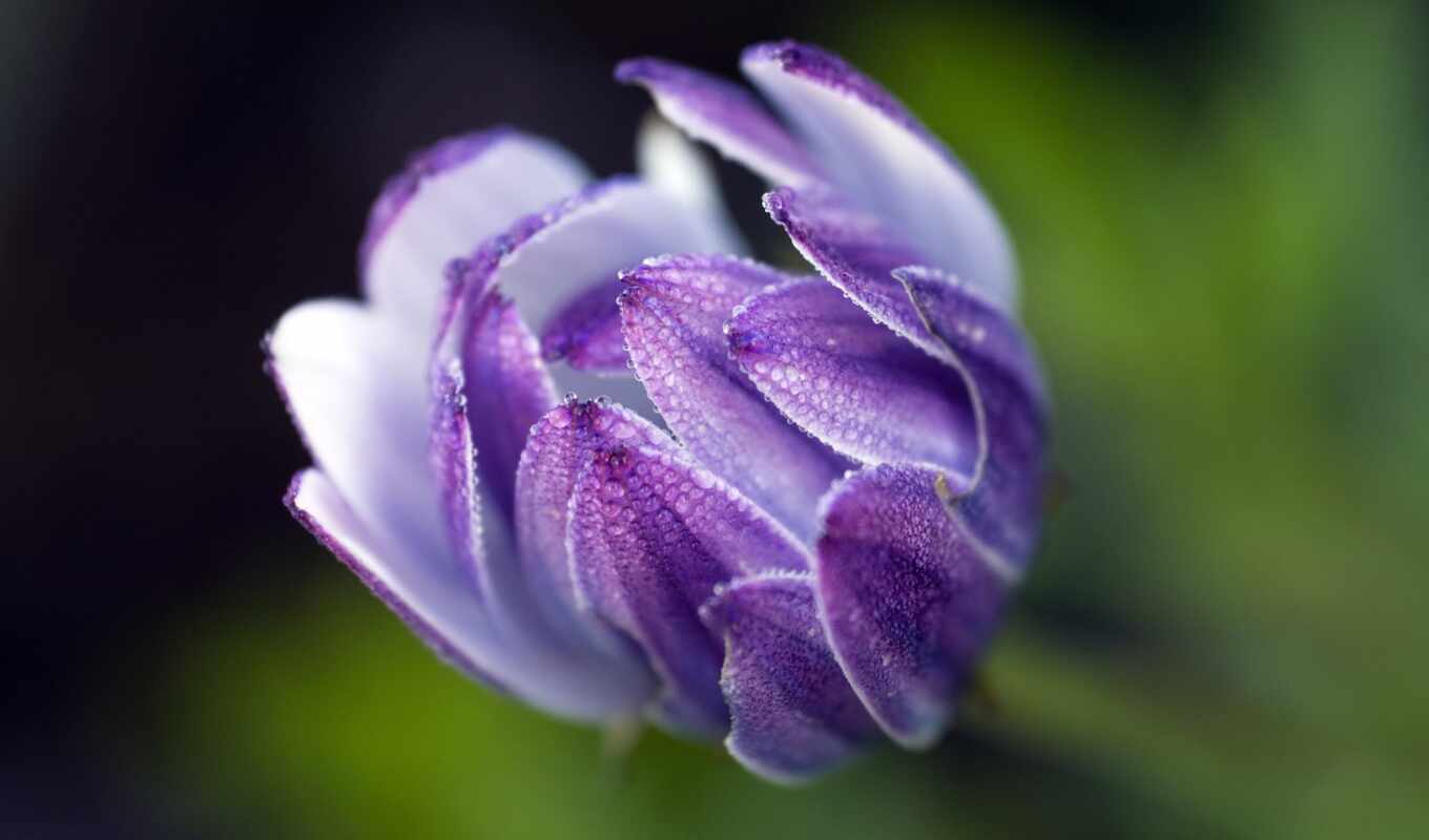 фиолетовый, цветок, капля, мокрый, остеоспермум, lilliput, клика, цвести