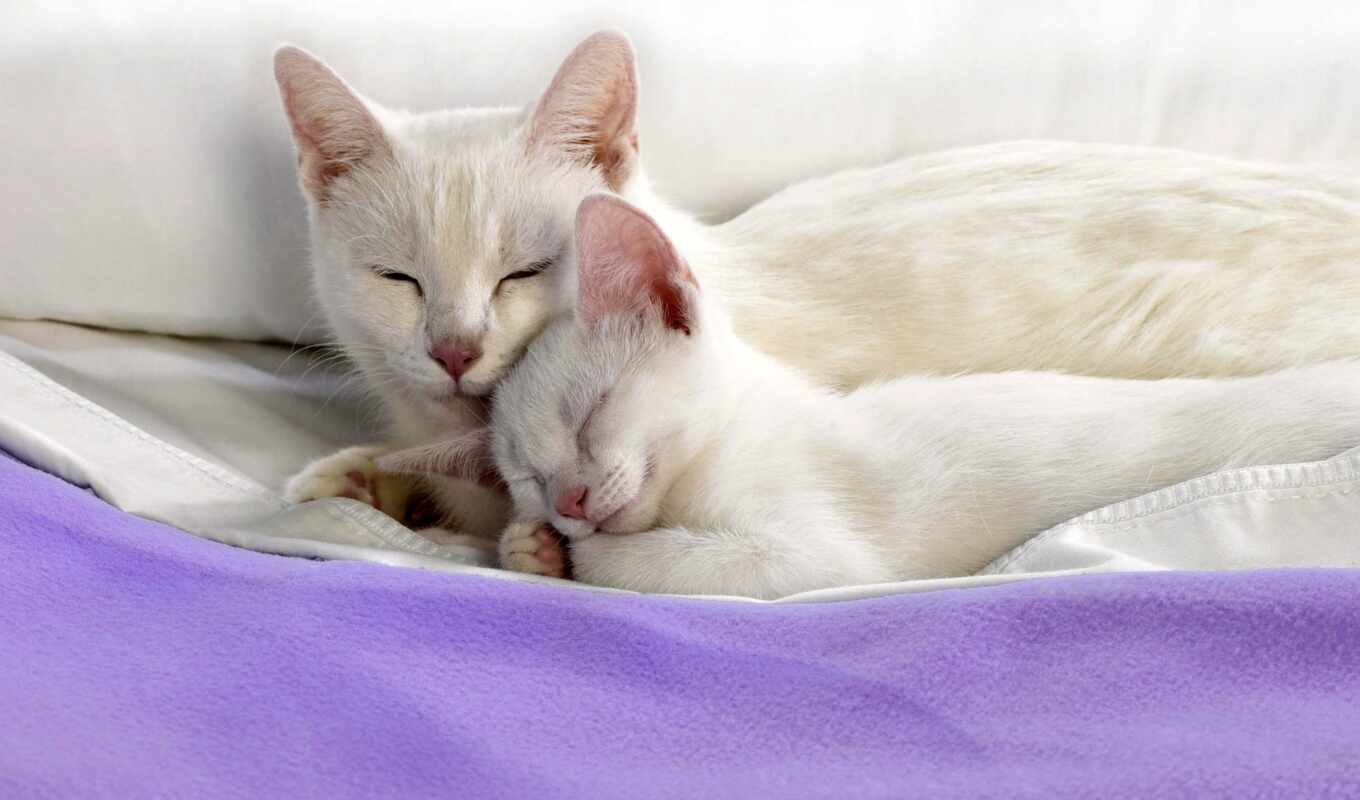 white, кот, собака, котенок, спать, human, why, purr, мамочка