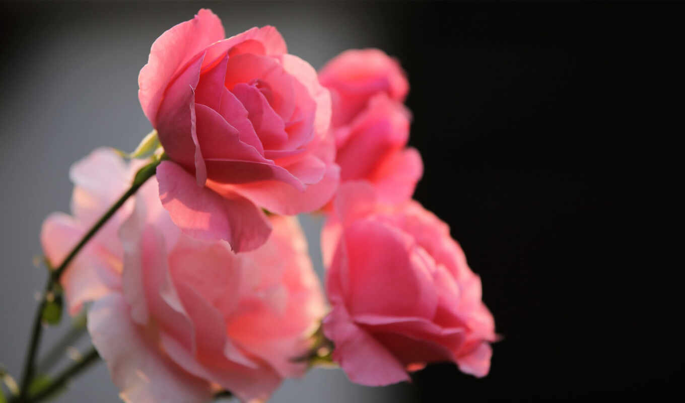роза, взлёт, papillon, pixabay
