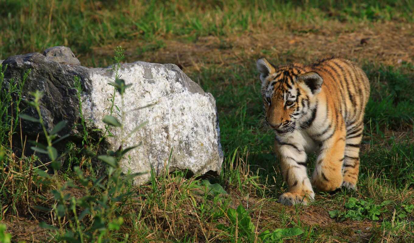 cat, big, tiger, animal, the cub, baby