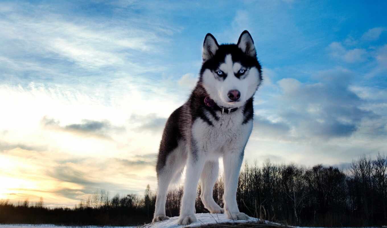 небо, winter, собака, хаски