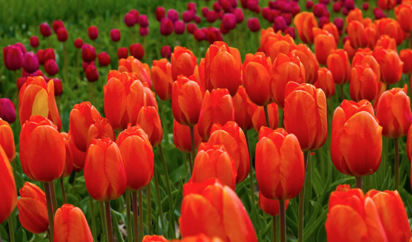 nature, Red, screensavers, march, spring, tulips, spring, cvety, pair, love