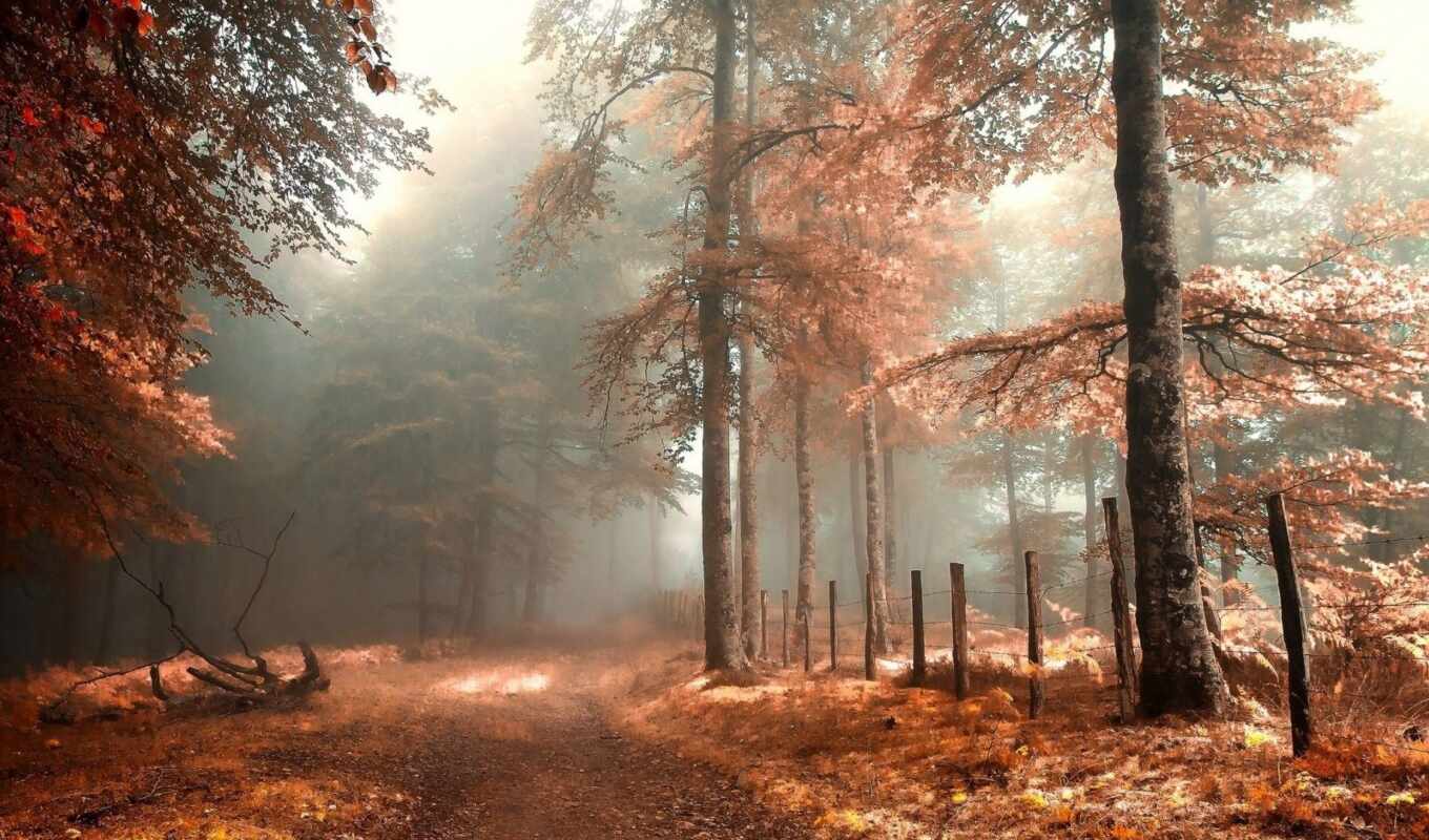 природа, free, лес, осень, foggy