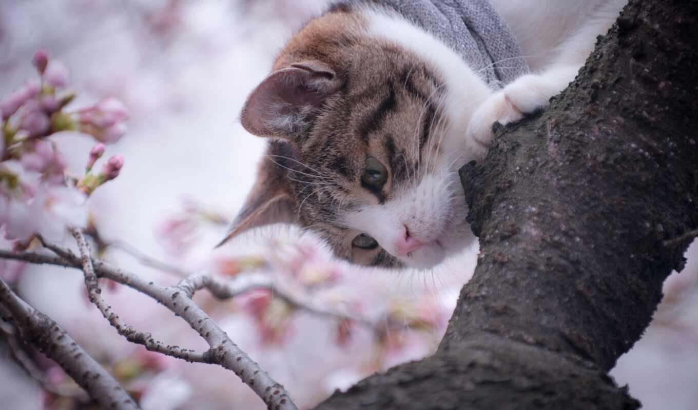 ipad, дерево, кот, кошки, коты, котята, весна, елки, cvety, zhivotnye