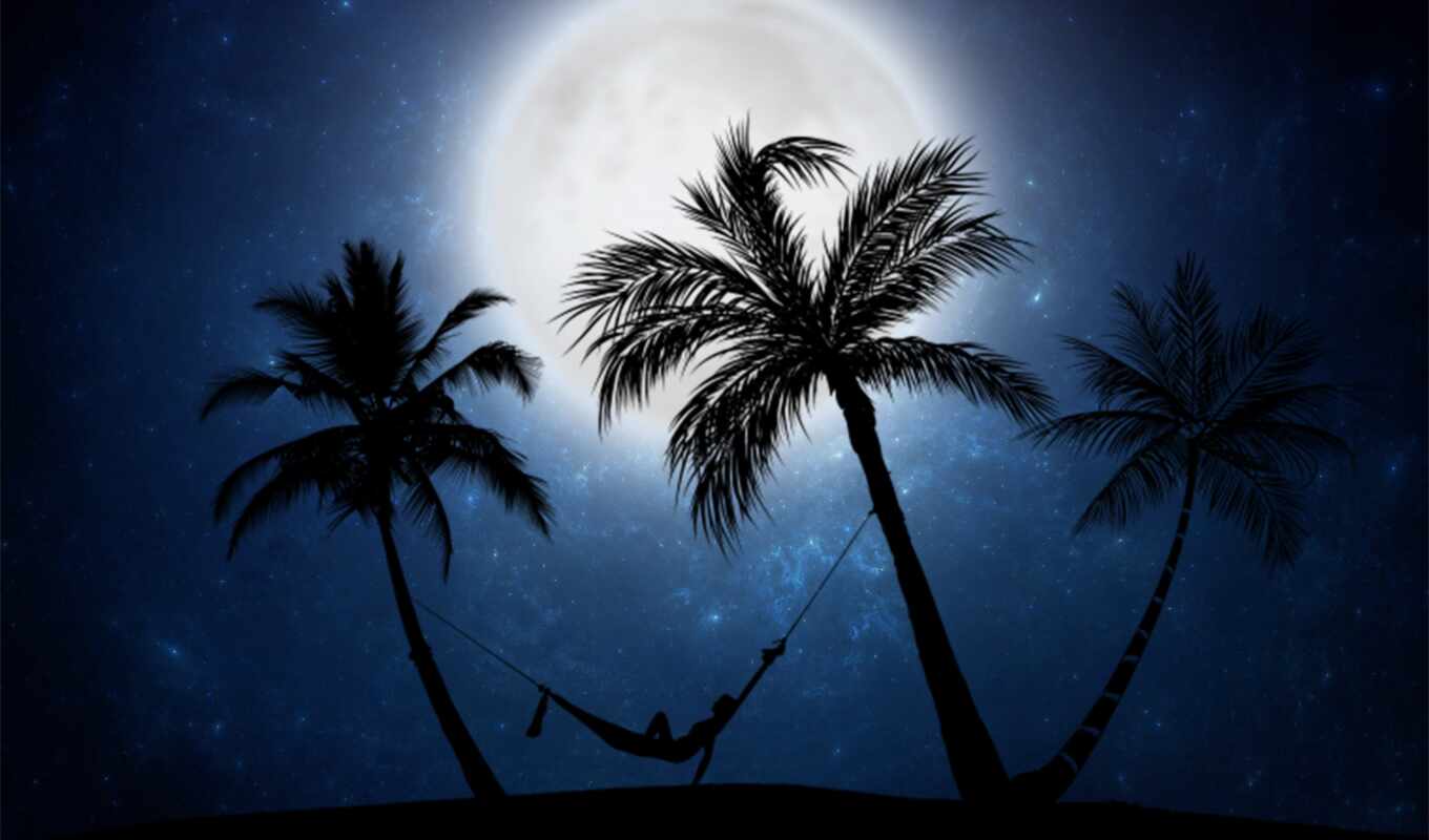 nature, night, moon, beach, dark, palm, wood, devostock