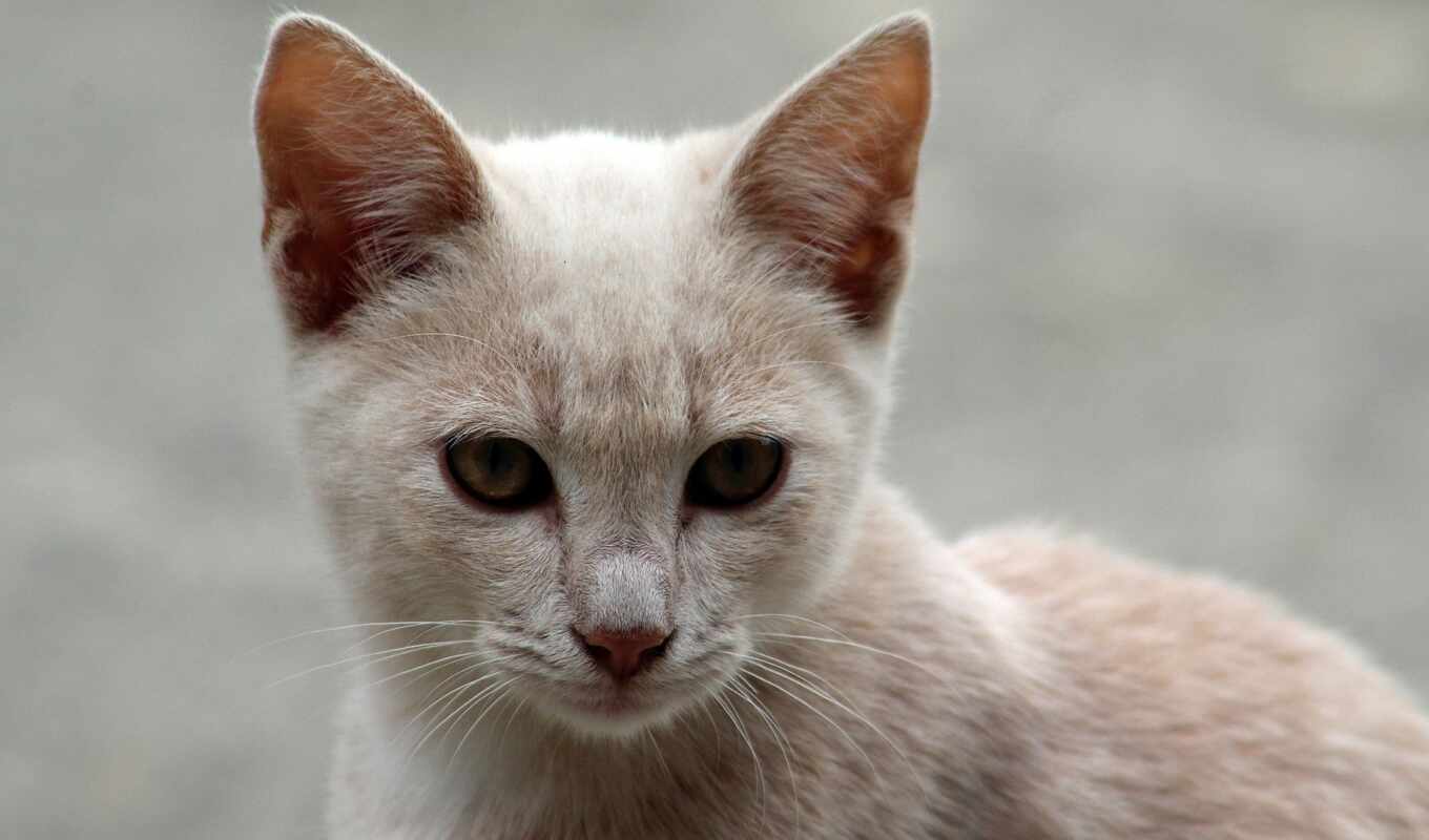 кот, киска, animal, domestic, pet, feline, pixabay, felino, micus, katten