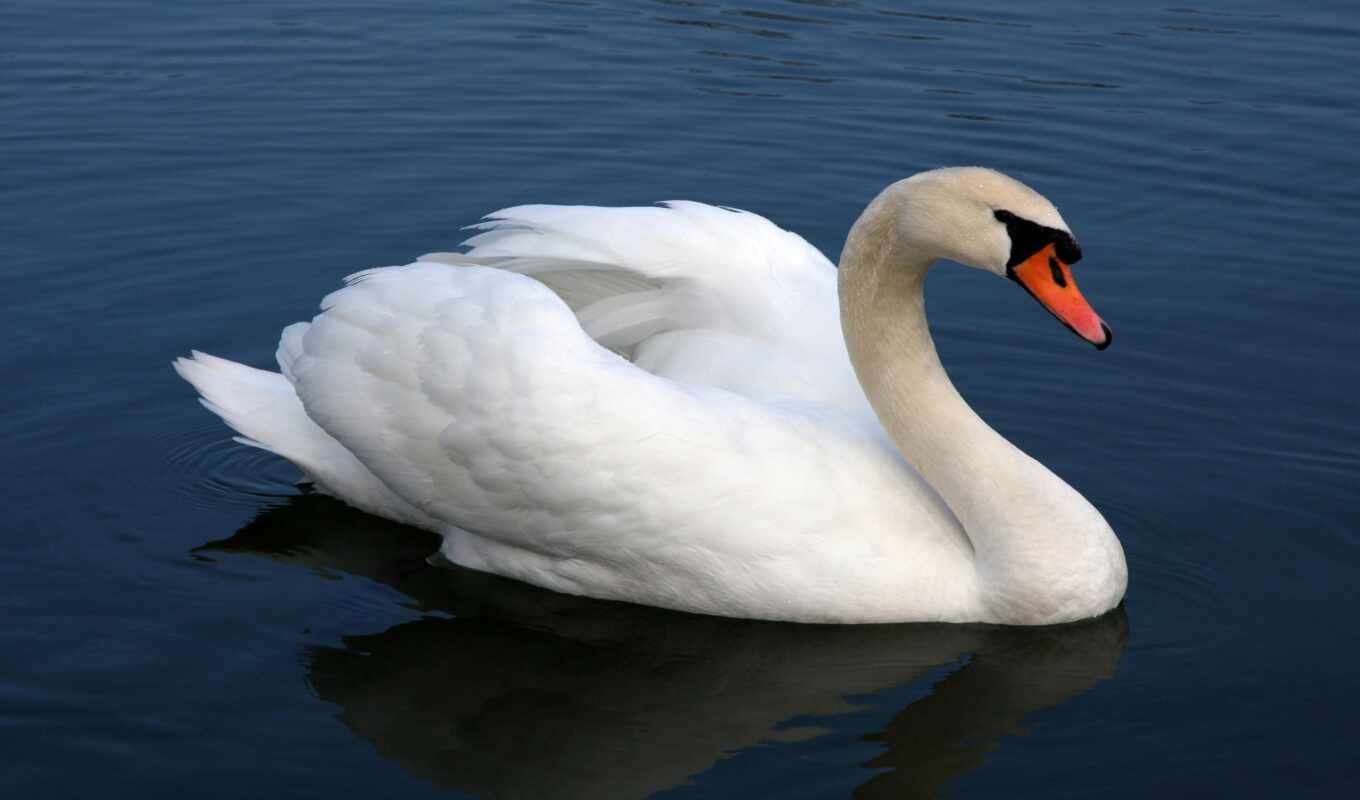 which, animal, swan, sweetheart