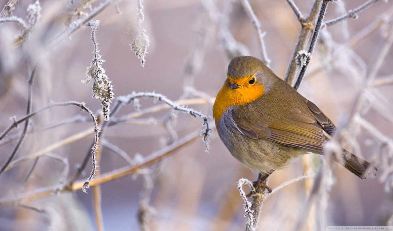 winter, bird, animal, robin