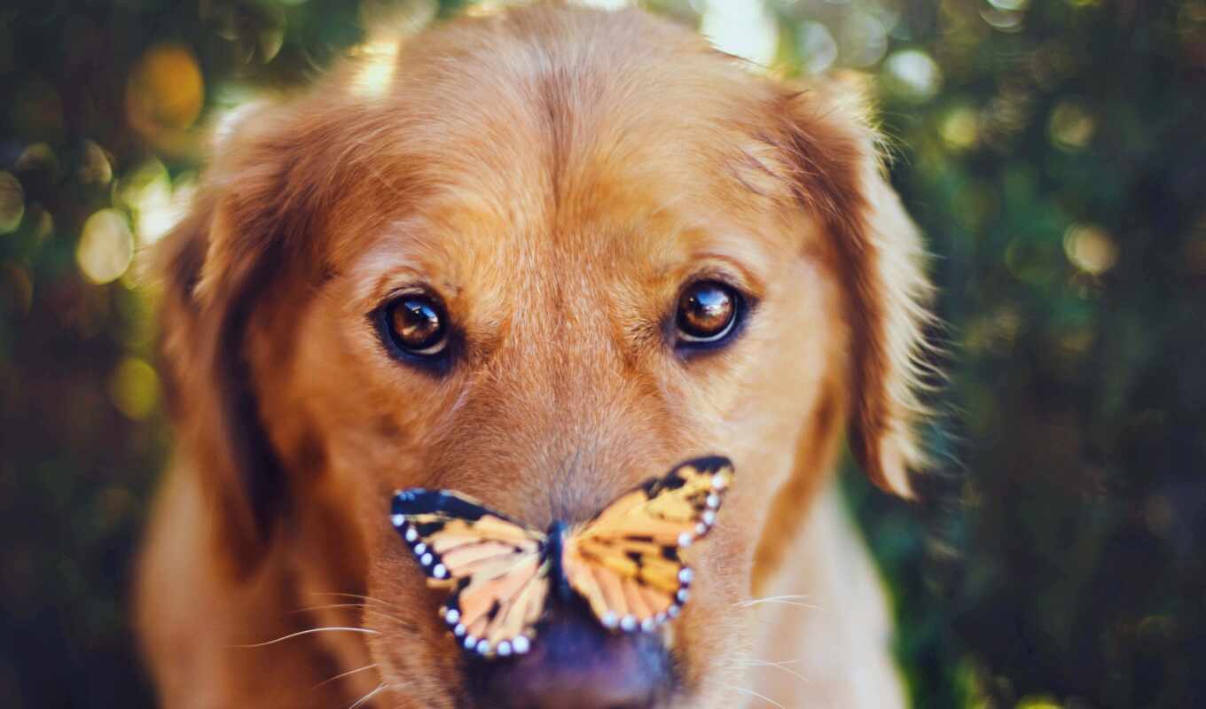бабочка, cute, собака, золотистый, animal, retriever