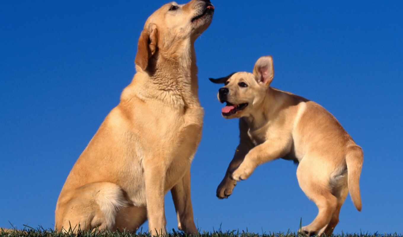 dog, Labrador, yellow, lab