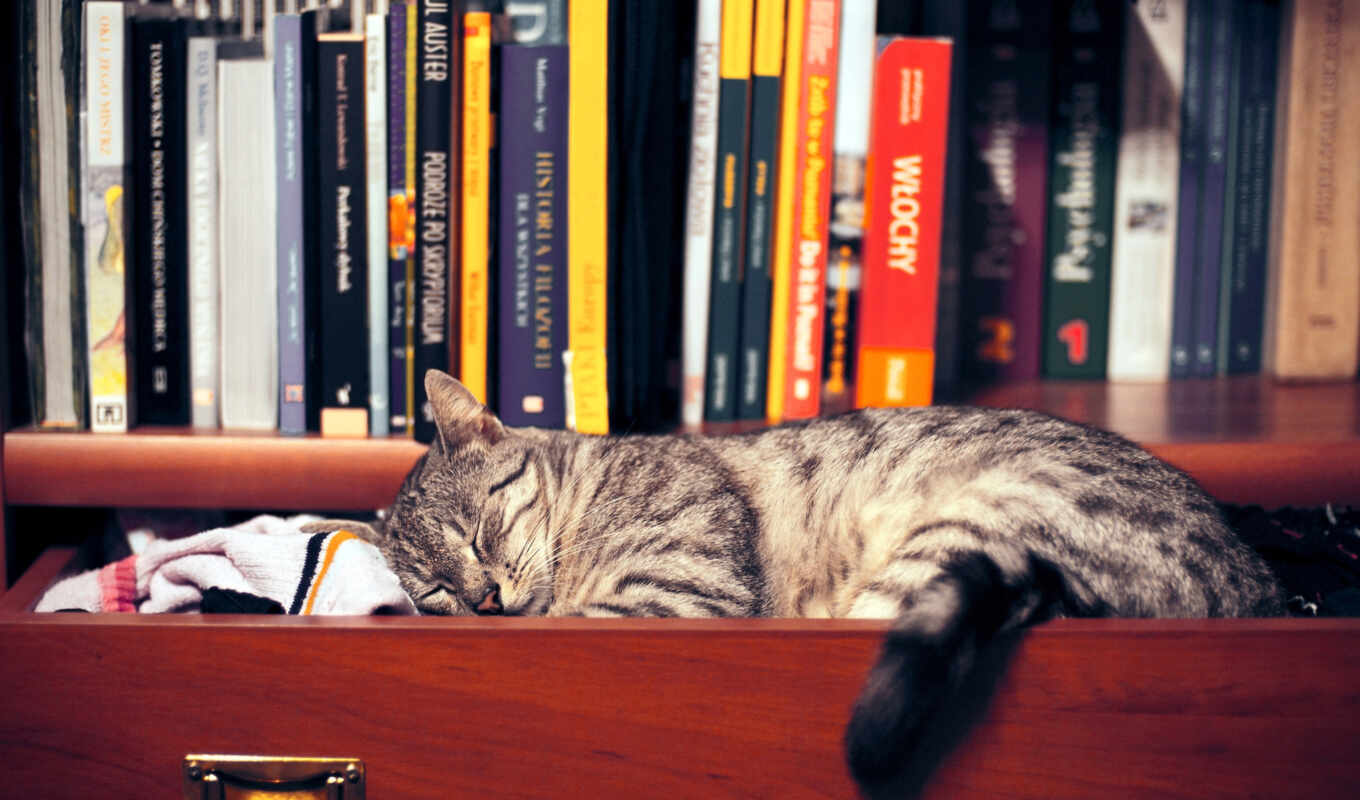 picture, picture, cat, shelf, clothes, sleep, books, wardrobe