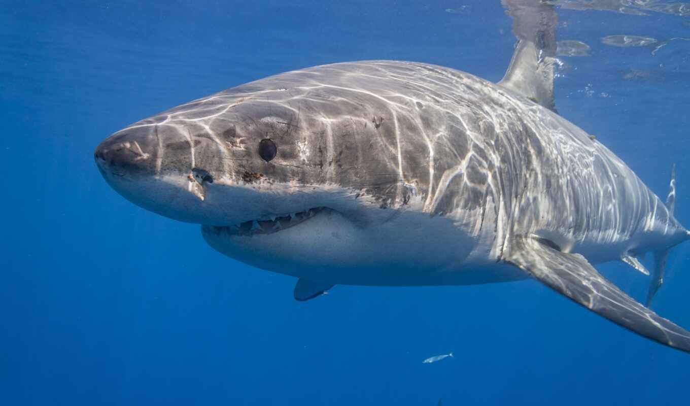 white, great, male, cal, shark, sharks, swimming