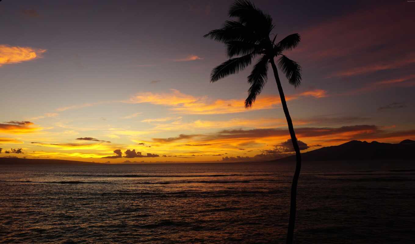 free, pictures, рубашка, hawaii, maui, мокрая, pixabay