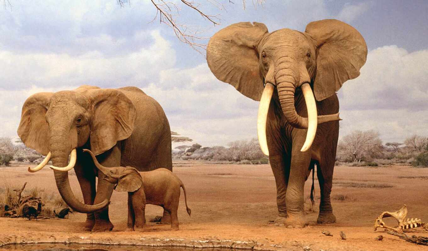 очень, они, слоны, яndex, любят, museum, natural, zhivotnye, удивительные, слонов