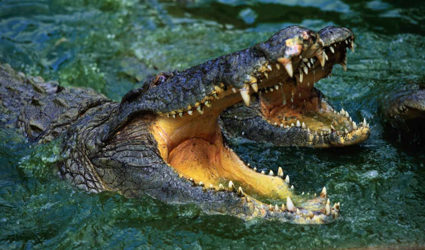 crocodile, because
