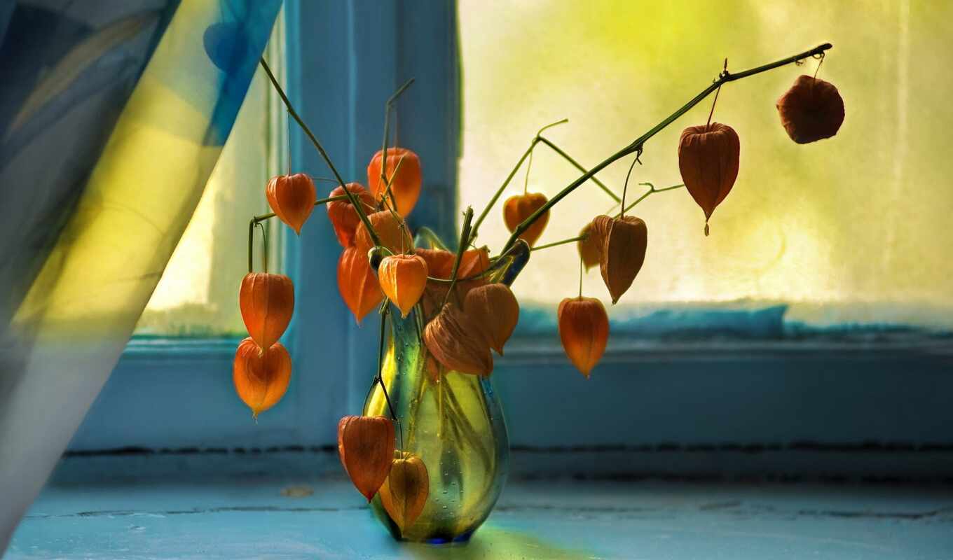 окно, цветок, ваза