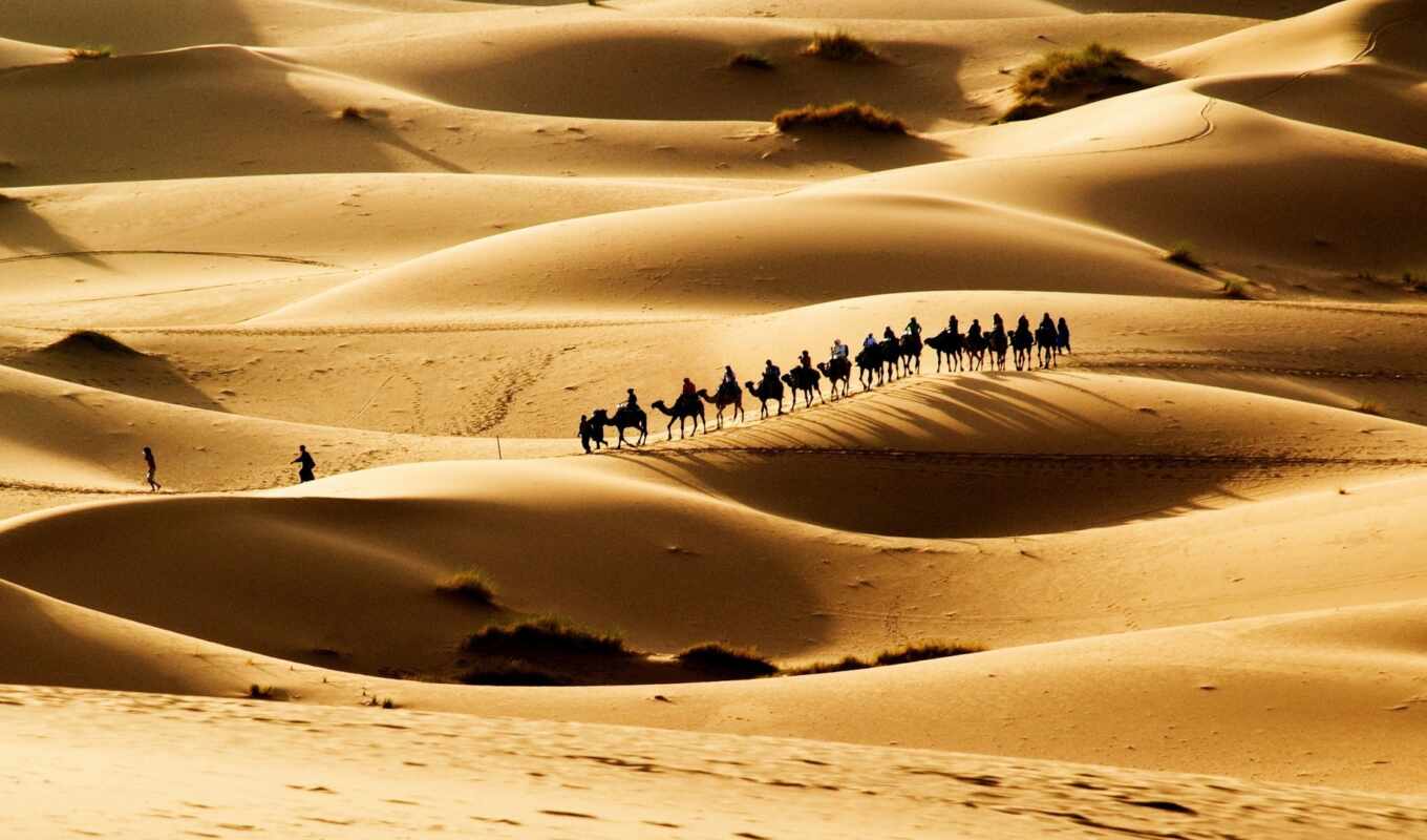 dog, caravan, desert, dune