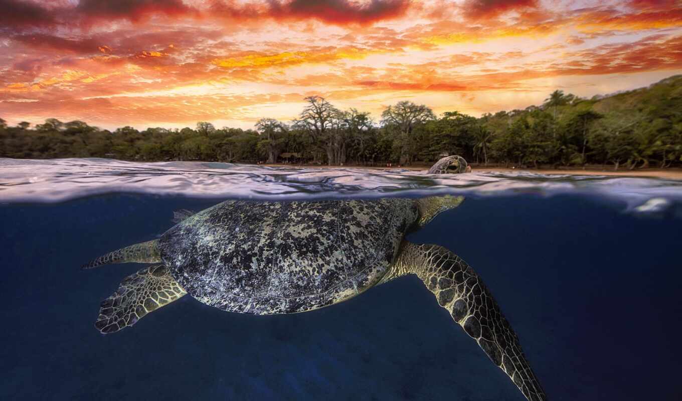 sea, turtle