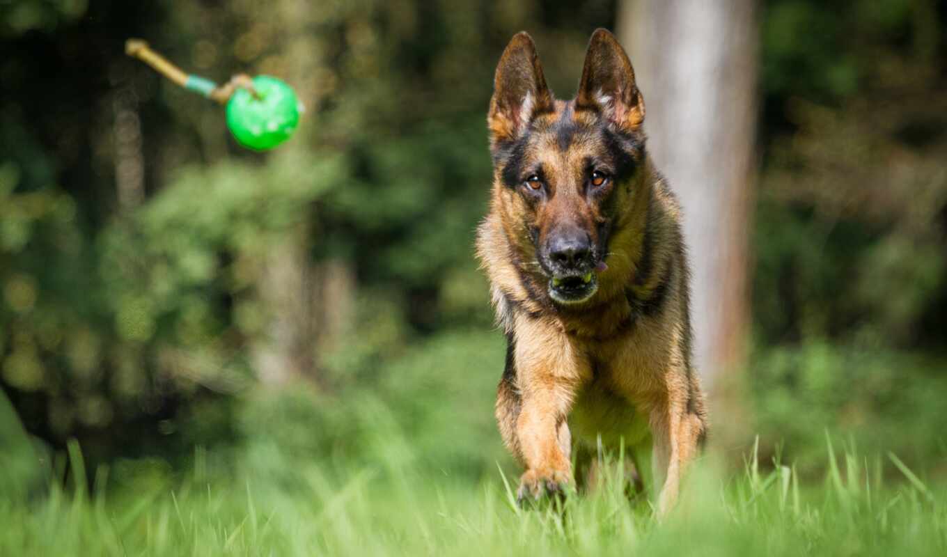 dog, awesome, german