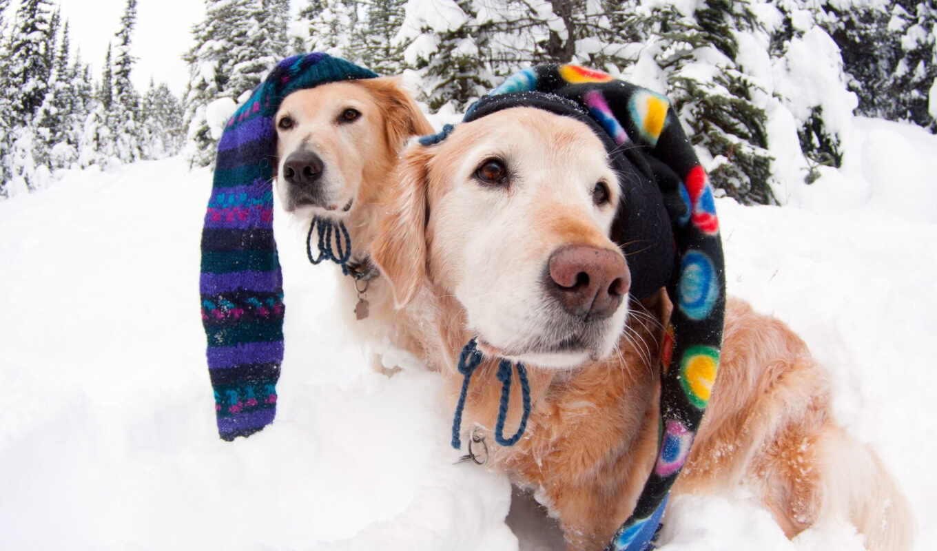 different, dogs, winter, hats