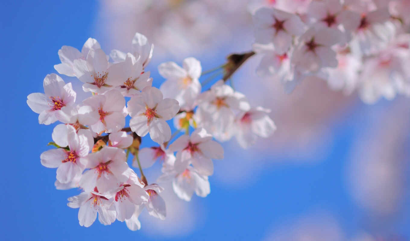 природа, небо, цветы, картинка, дерево, Сакура, japanese, branch, весна, лепестки