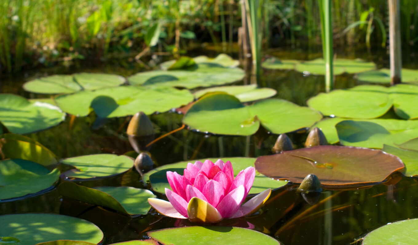 flowers, pink, lotus, lily, water, water lily