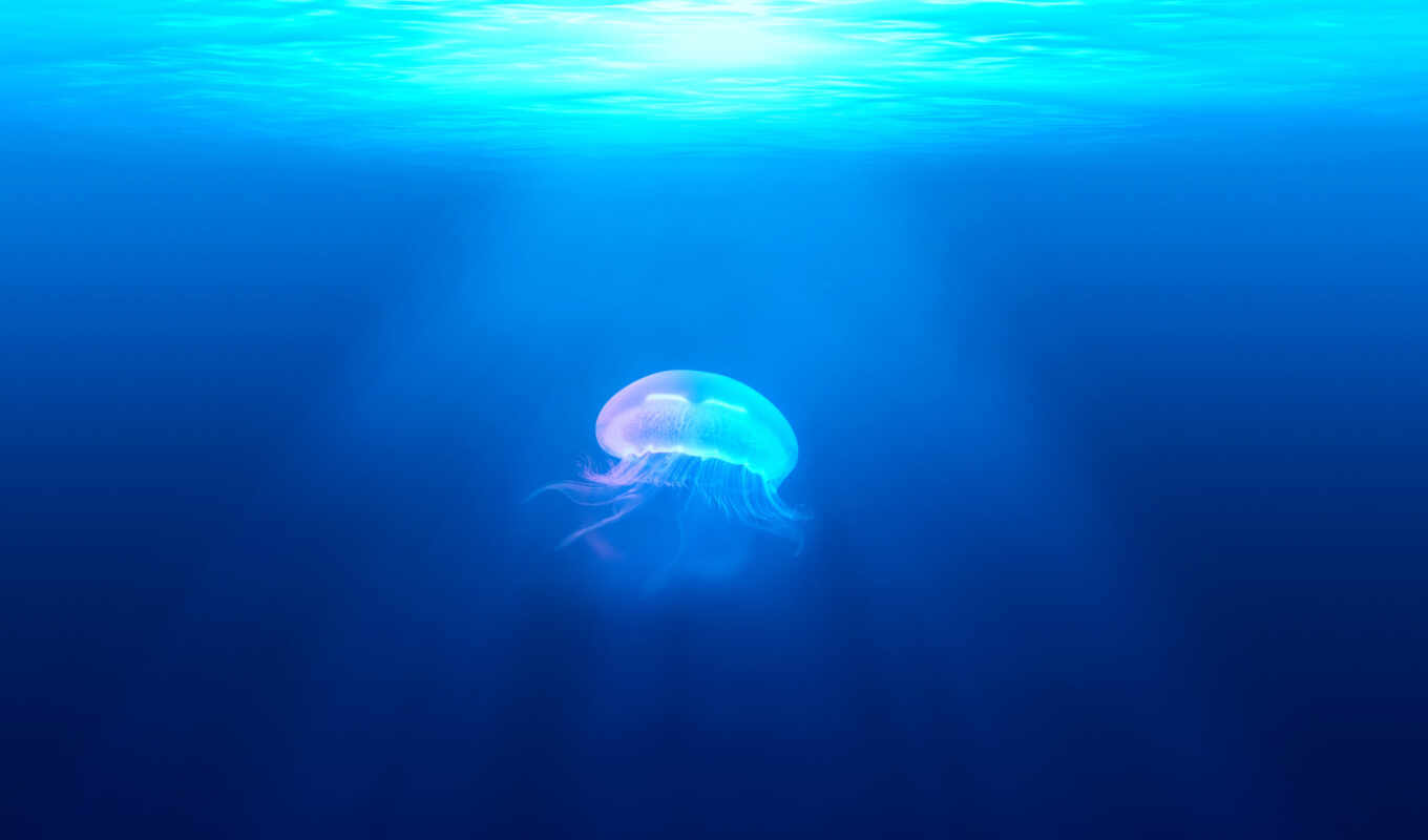 free, water, sea, images, ocean, marine, jellyfish, underwater