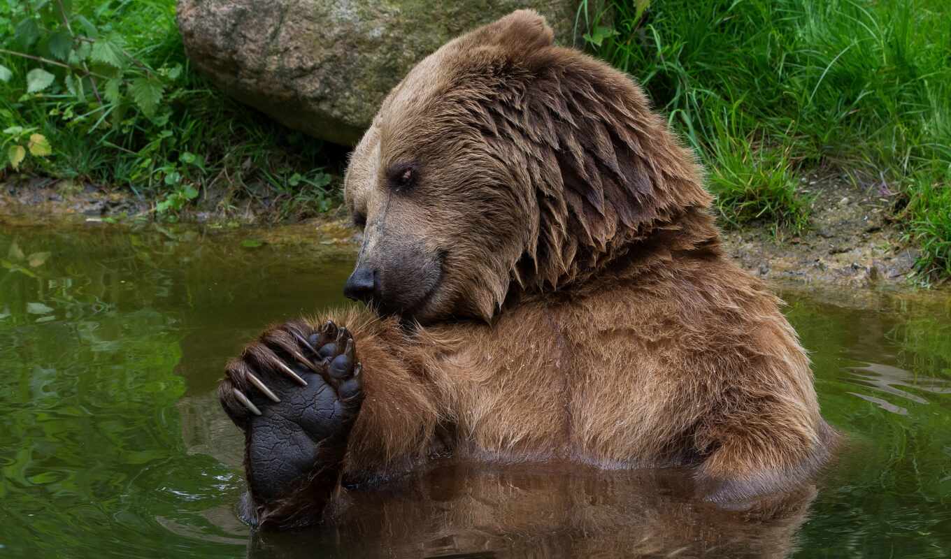 nature, a computer, water, brown, wild, bear, day, animal, positive, exit, grizzly