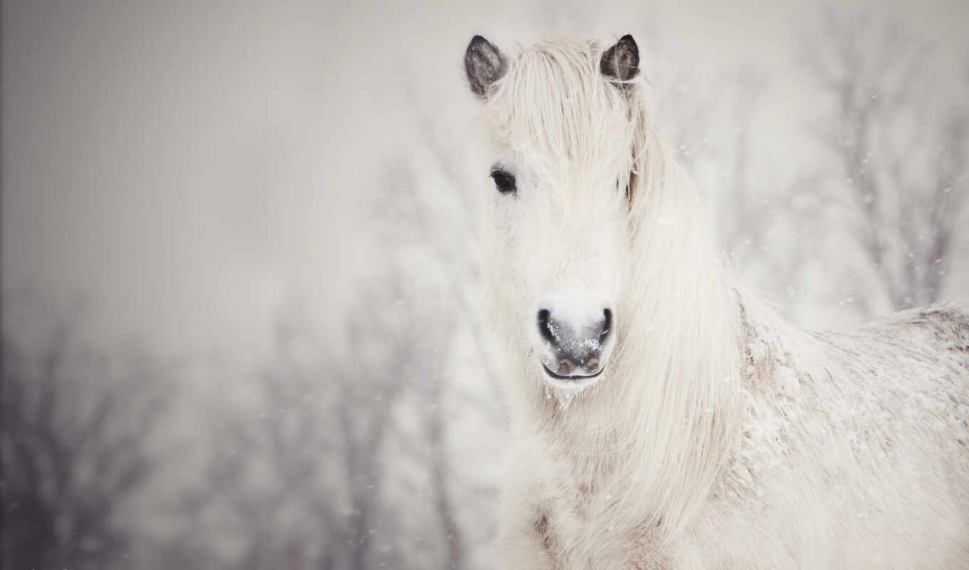 white, лошадь, снег, winter